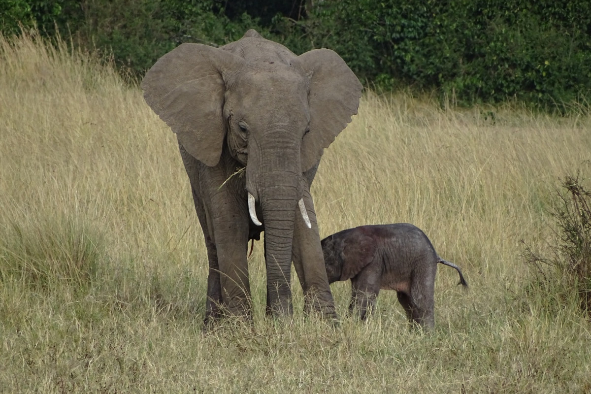 Descoperă Safari & Marea Migrație din Kenya cu Imperator