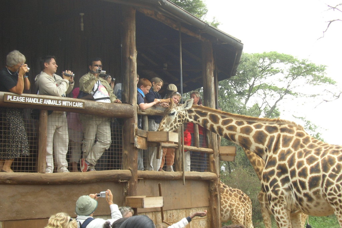 Descoperă Safari & Marea Migrație din Kenya cu Imperator
