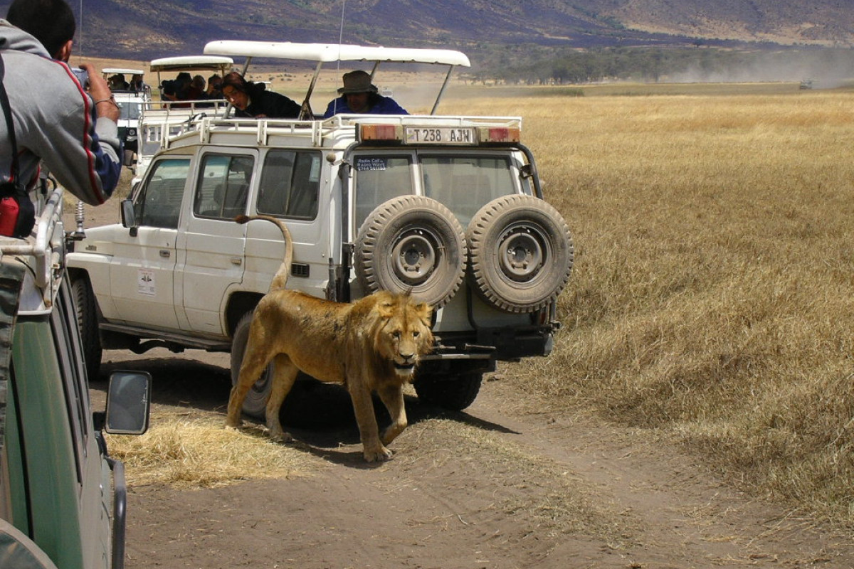Descoperă Safari & Marea Migrație din Kenya cu Imperator