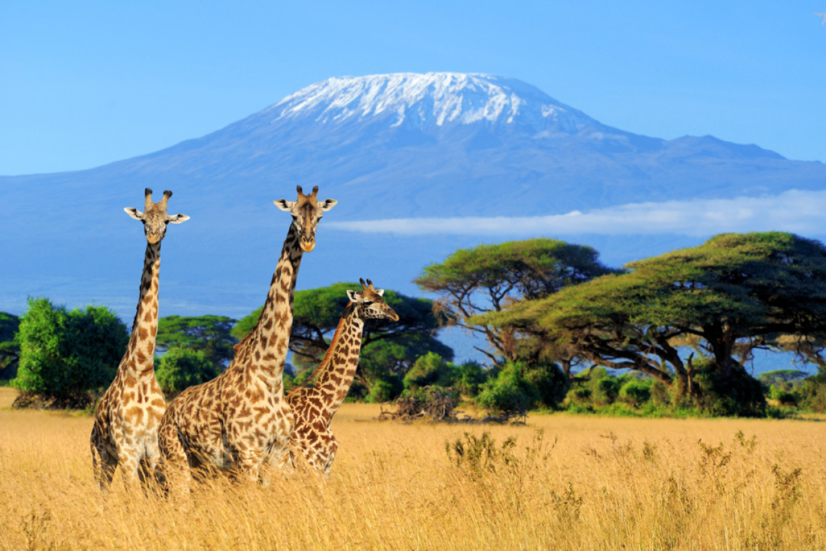 Descoperă Safari & Marea Migrație din Kenya cu Imperator