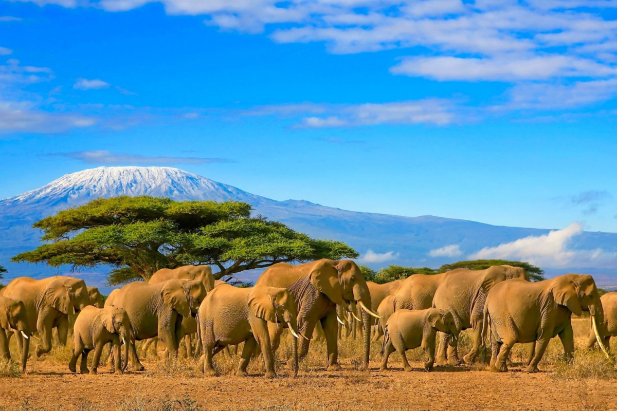 Descoperă Safari & Marea Migrație din Kenya cu Imperator