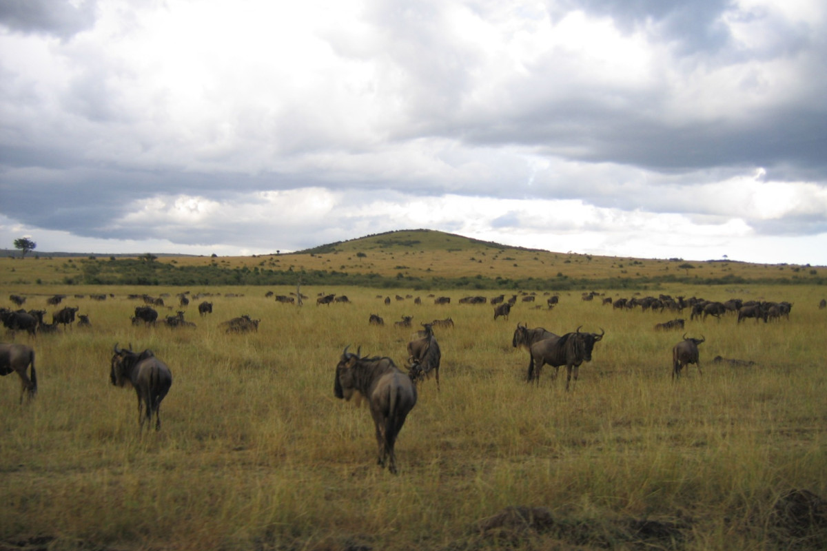 Descoperă Safari & Marea Migrație din Kenya cu Imperator