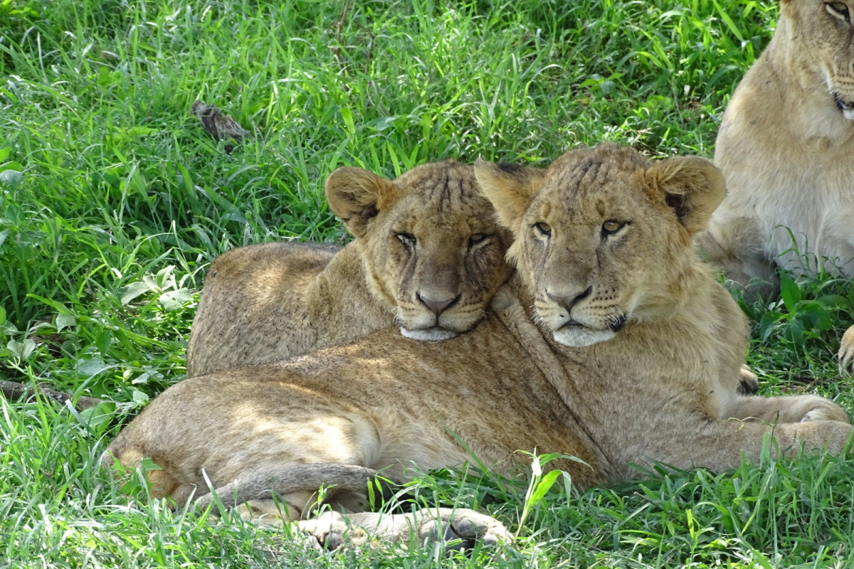 Descoperă Safari & Marea Migrație din Kenya cu Imperator