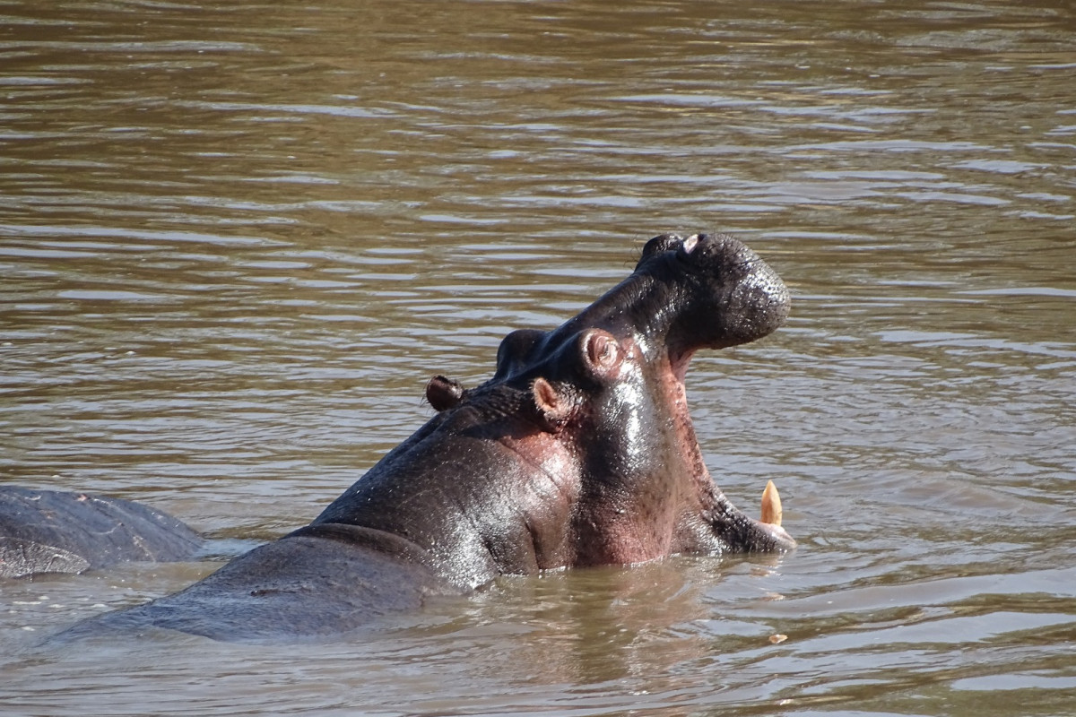 Descoperă Safari & Marea Migrație din Kenya cu Imperator