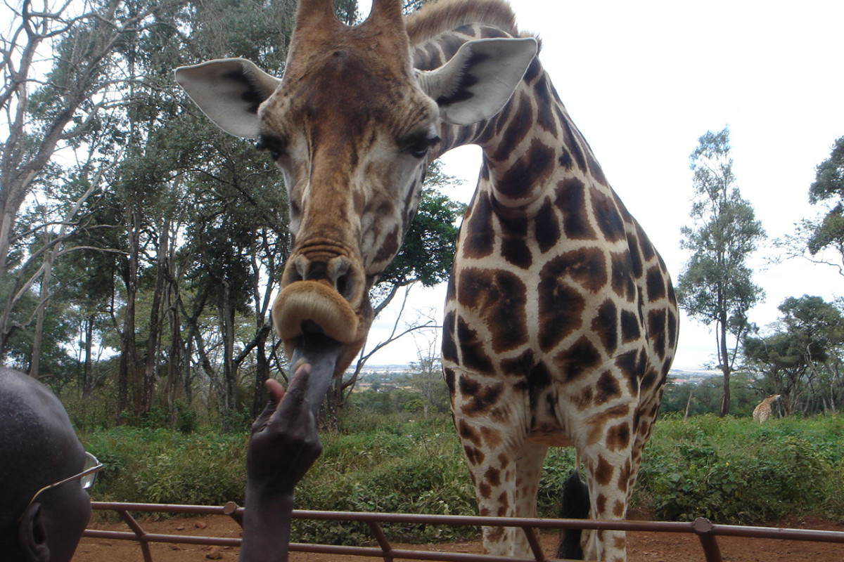 Descoperă Safari & Marea Migrație din Kenya cu Imperator