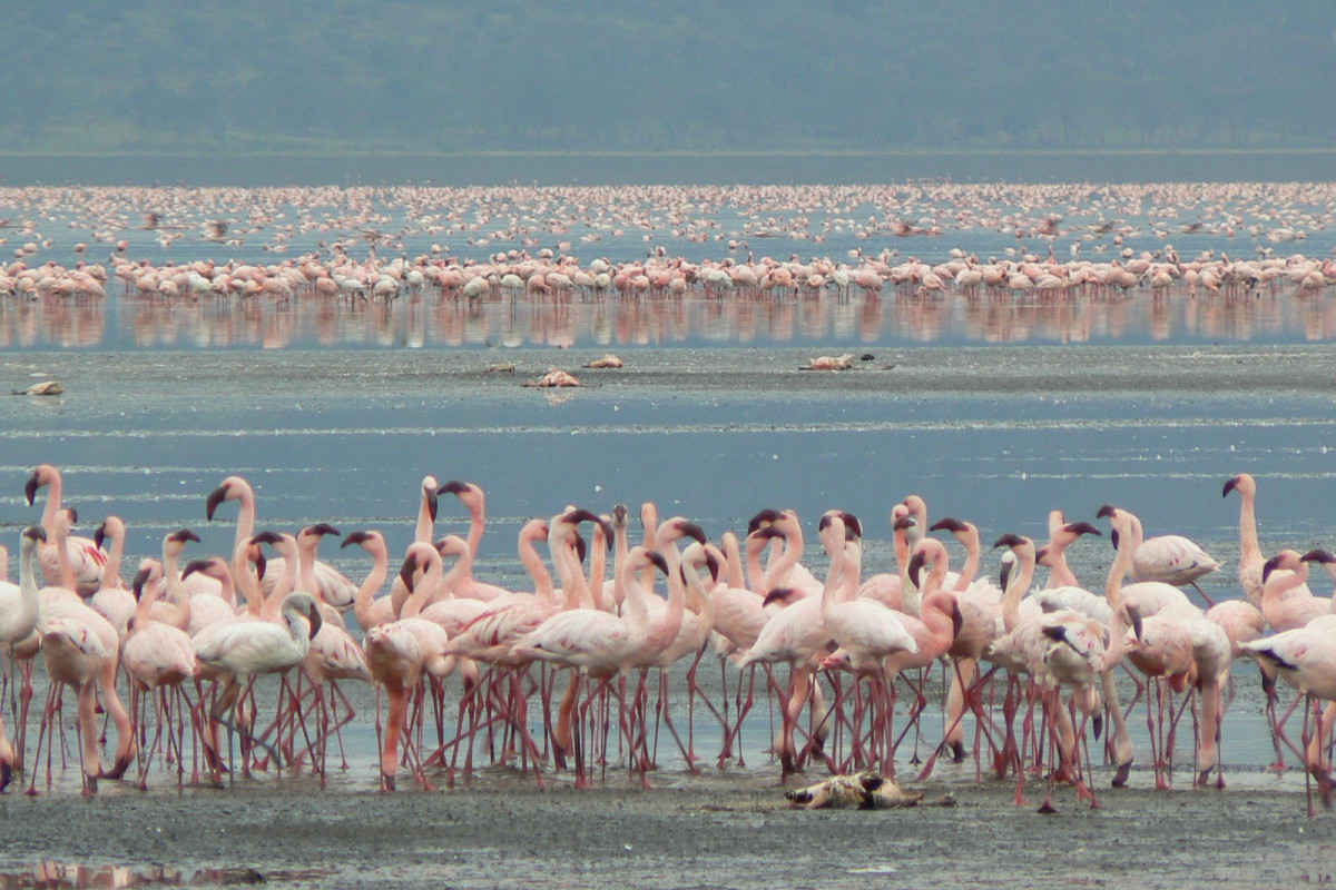 Descoperă Safari & Marea Migrație din Kenya cu Imperator