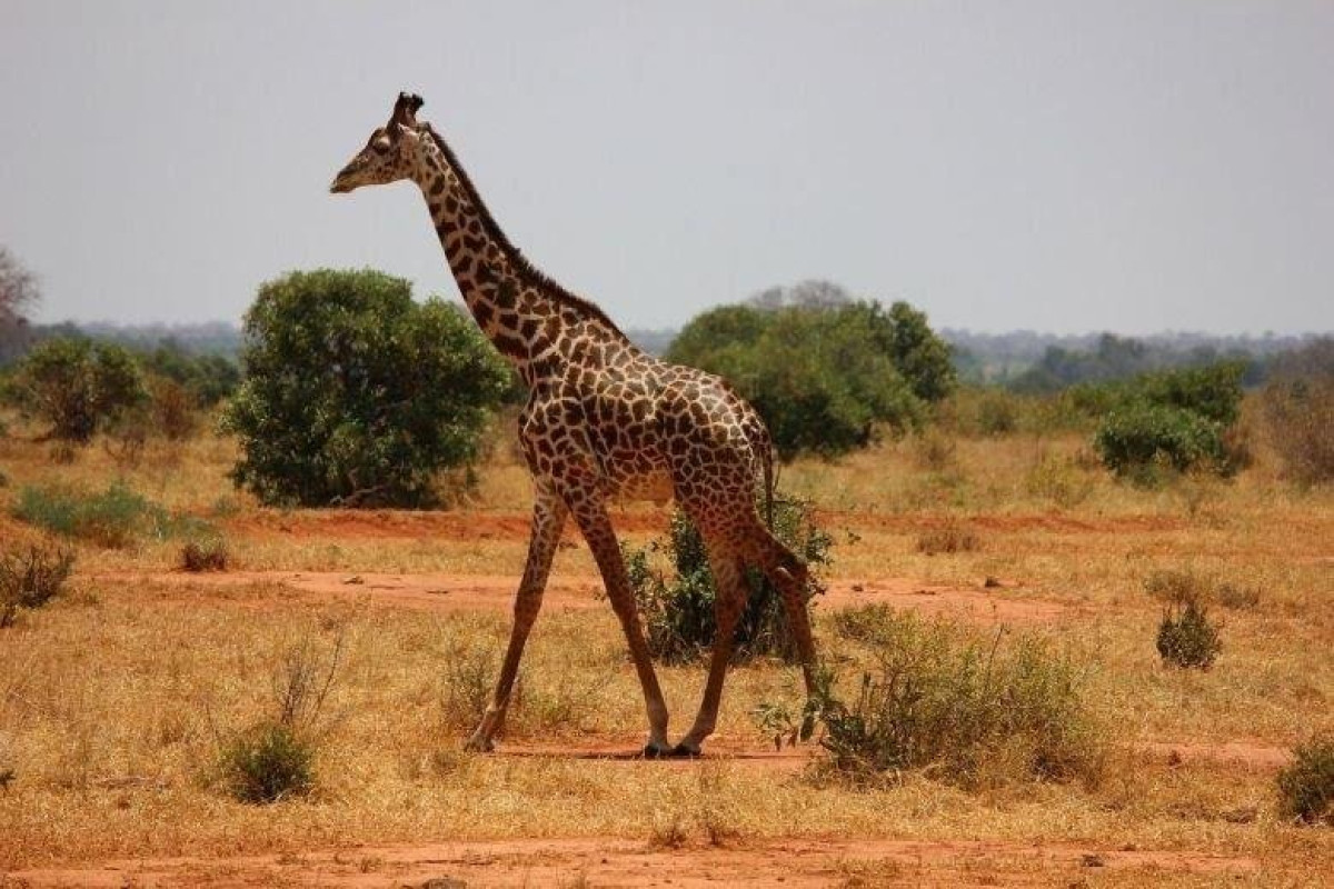 Prideinn Flamingo Beach Resort and Safari Tsavo Explorer RO