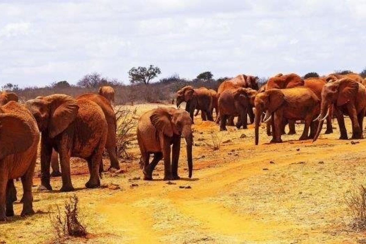 Prideinn Flamingo Beach Resort and Safari Tsavo Explorer RO