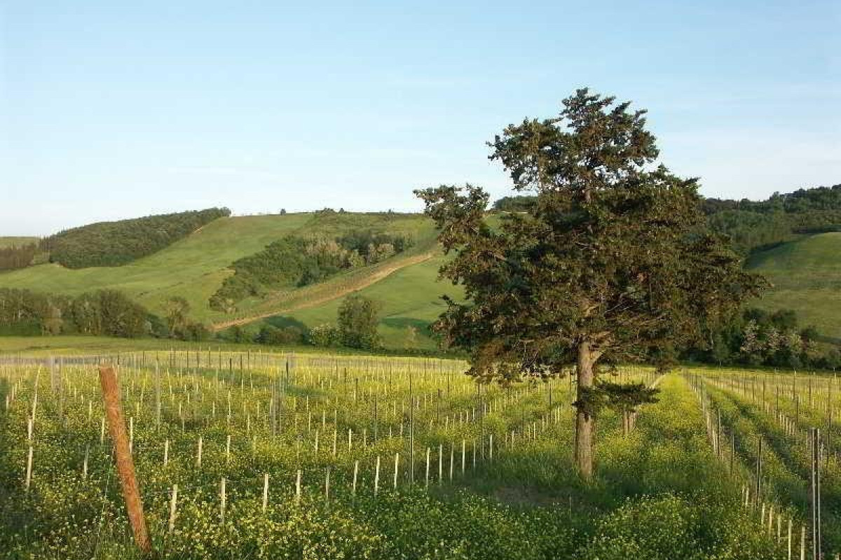 Fattoria Voltrona