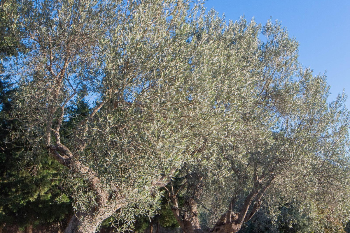 Finca Can Beneït