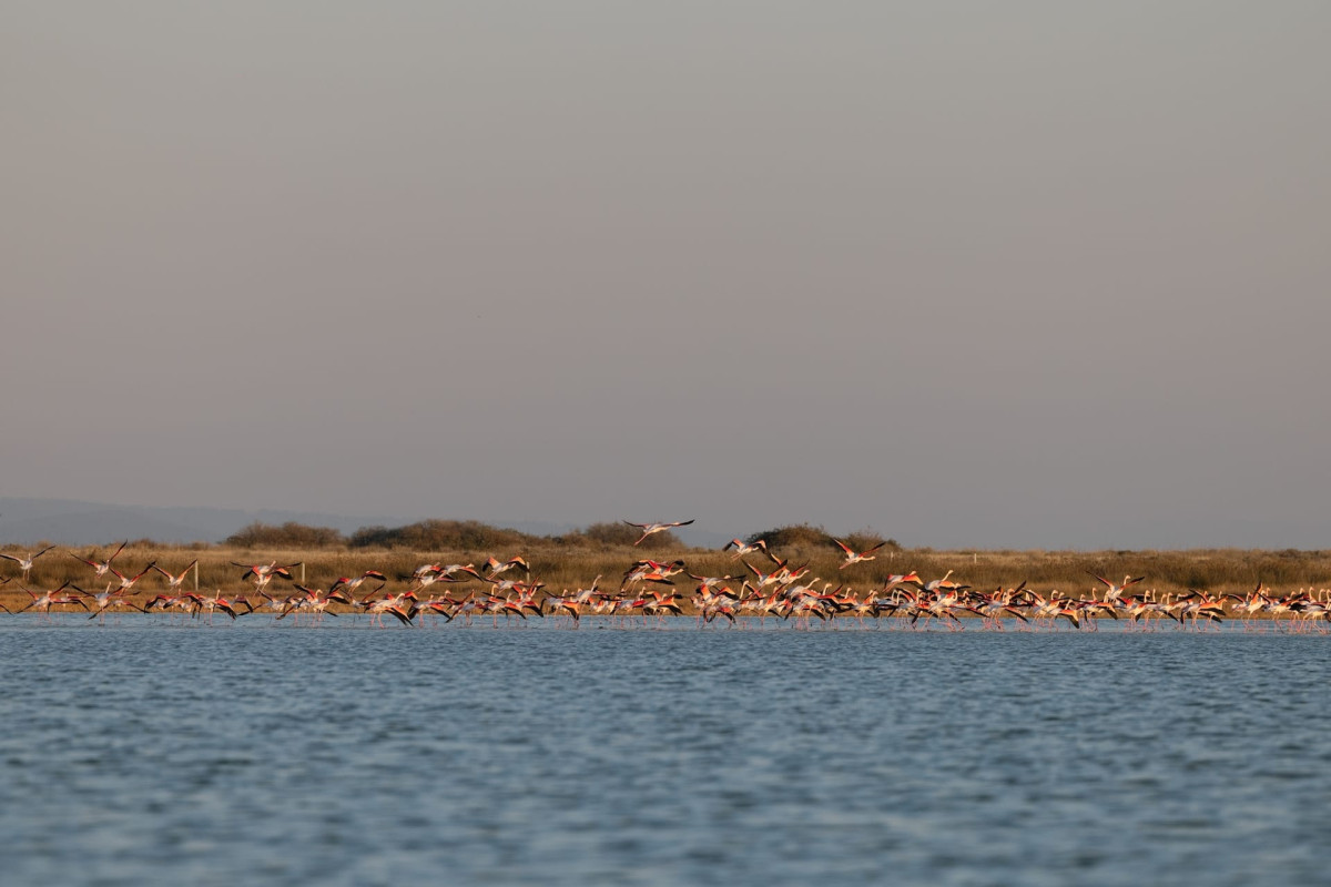 Flamingo Living Suites  Villas