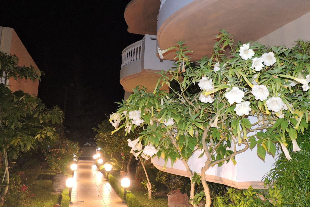 Golden Rose Suites