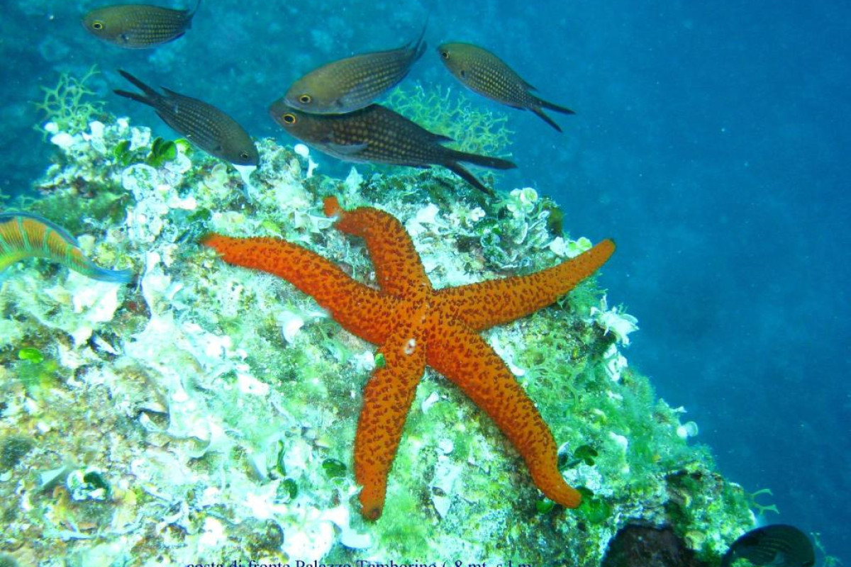 Grand Mediterraneo