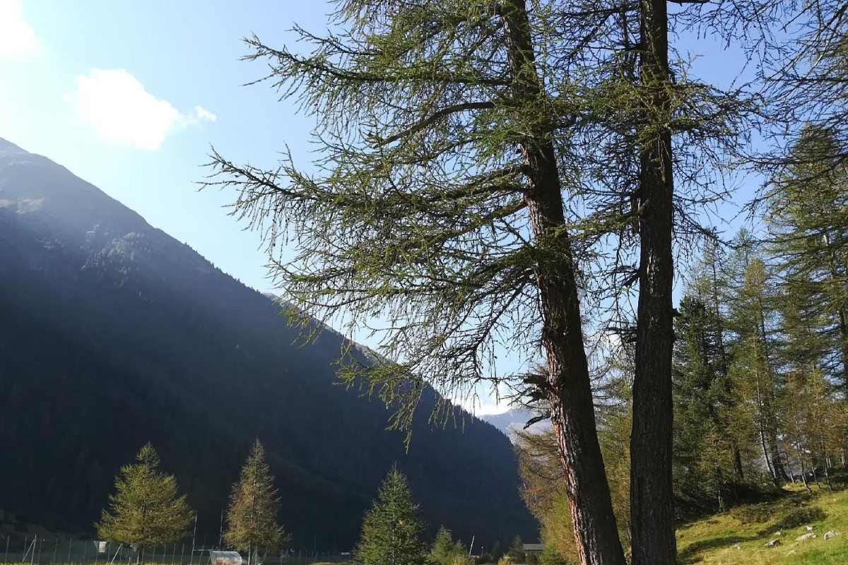 Hotel Galli