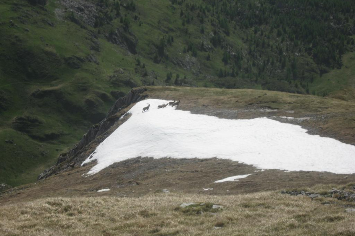 Hotel Pensione Dolomiti