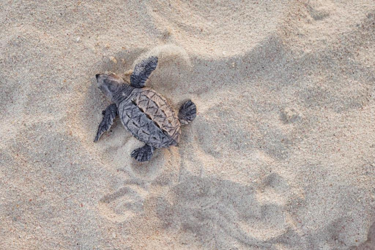 Hotel Sandals Barbados All inclusive - Couples Only
