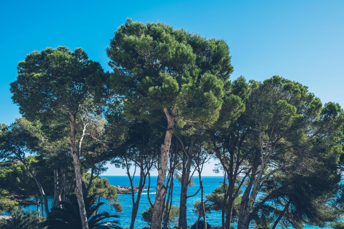 Iberostar Waves Pinos Park