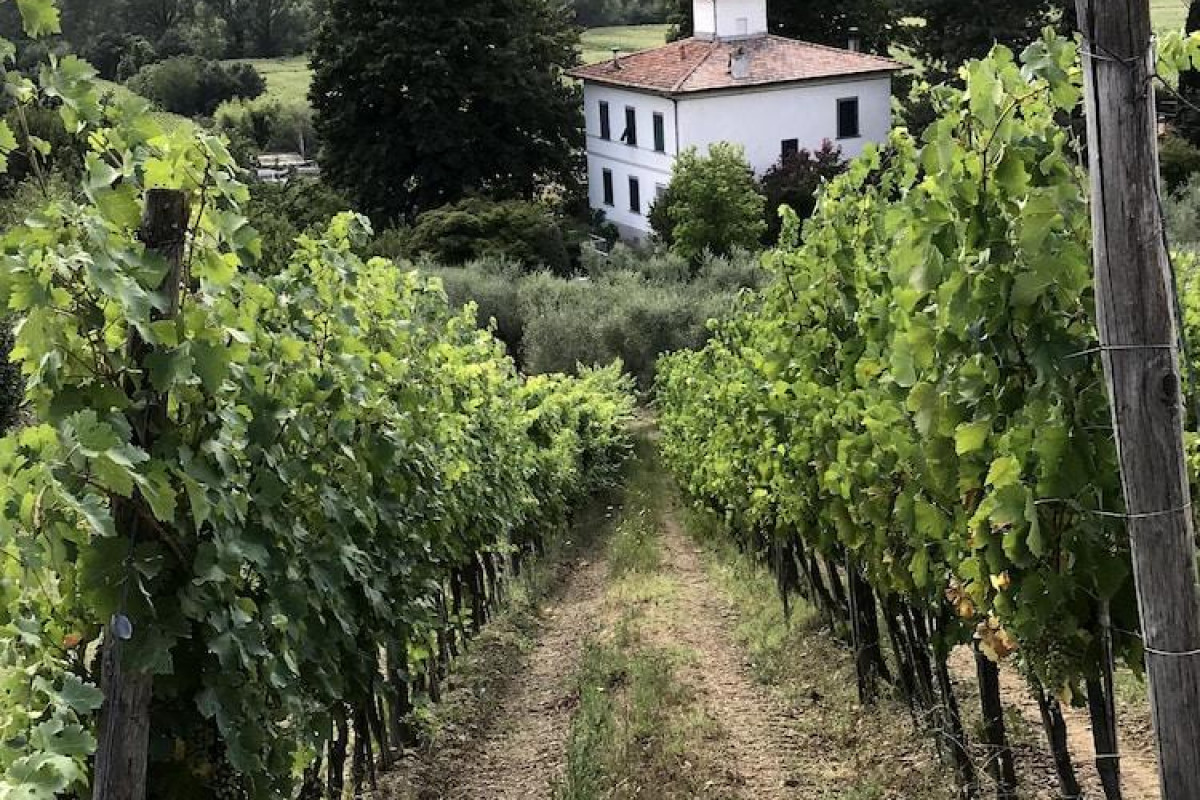Il Pezzatino