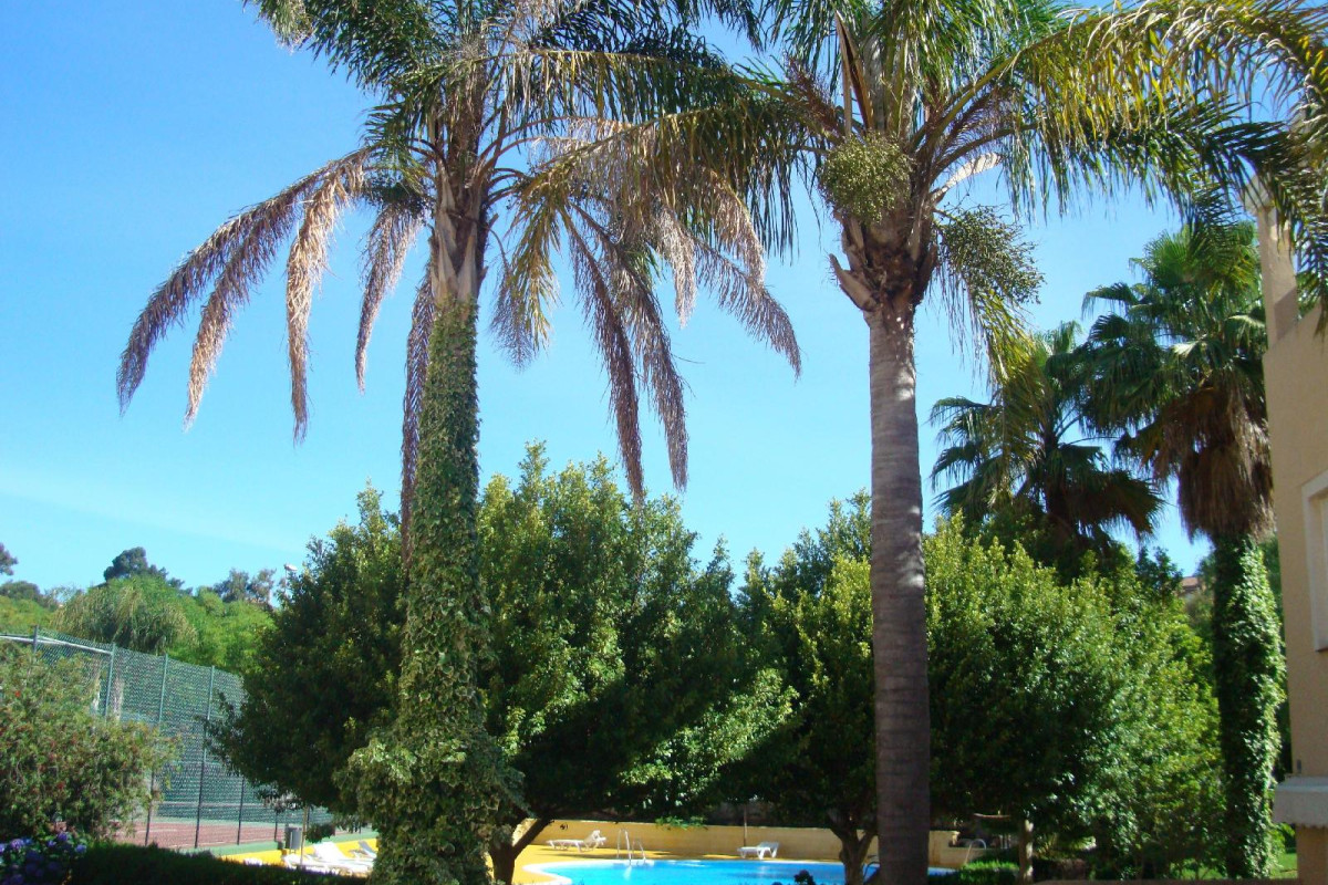 Islantur Ipanema