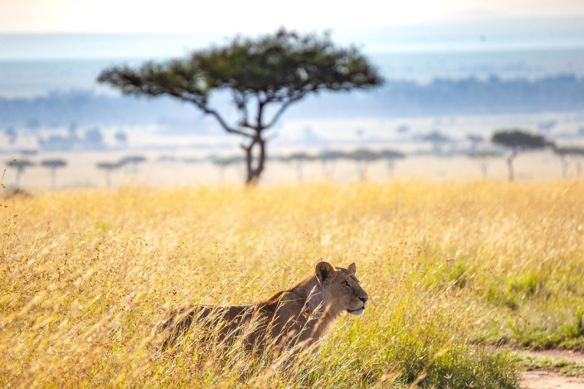 JAMBO KENYA