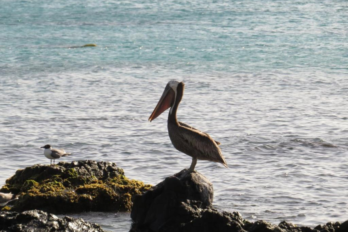 Karibu Aruba