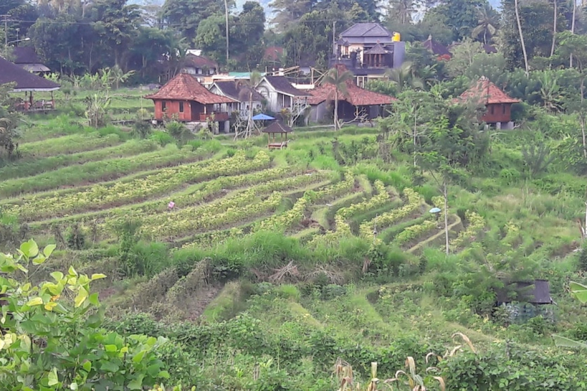 Kubu Taru