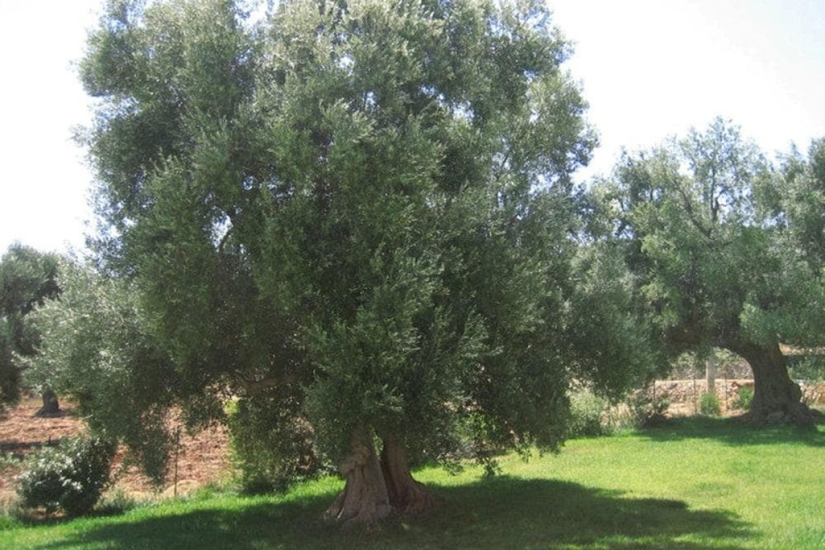 La Vigna Vecchia
