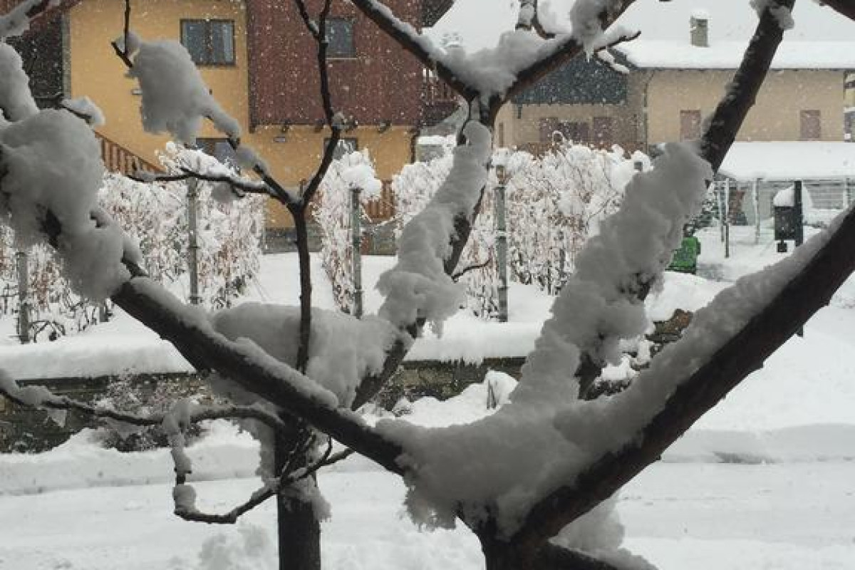 La Vigne De Papagran