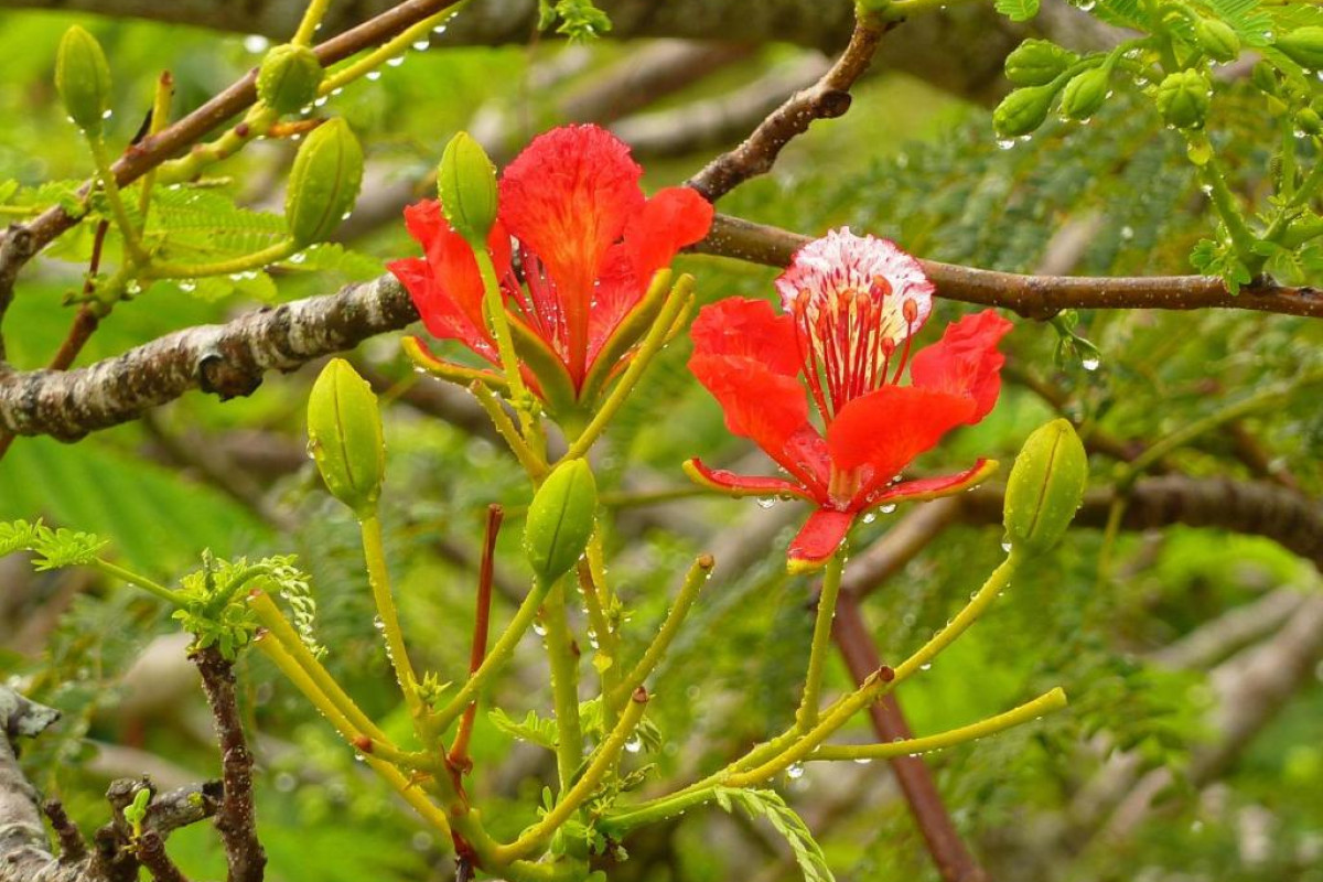 Lantana Galu Beach