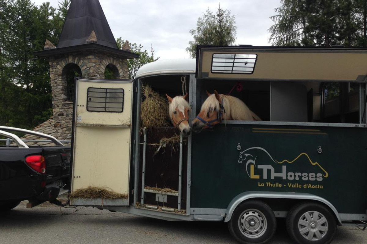 Lthorses & Dreams