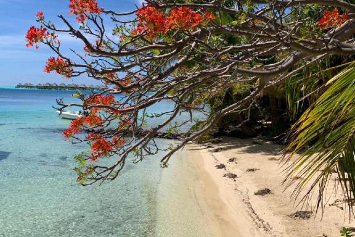 Maitai Bora Bora