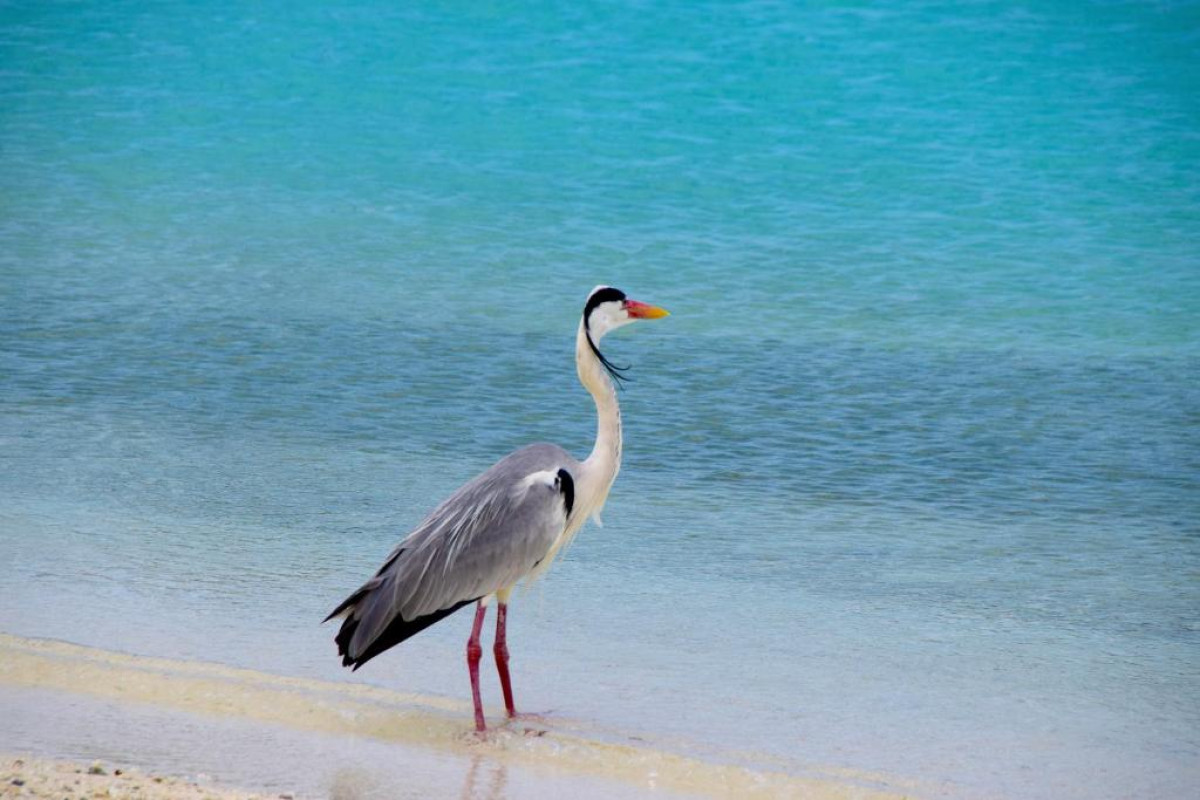 Makunudu Island Resort