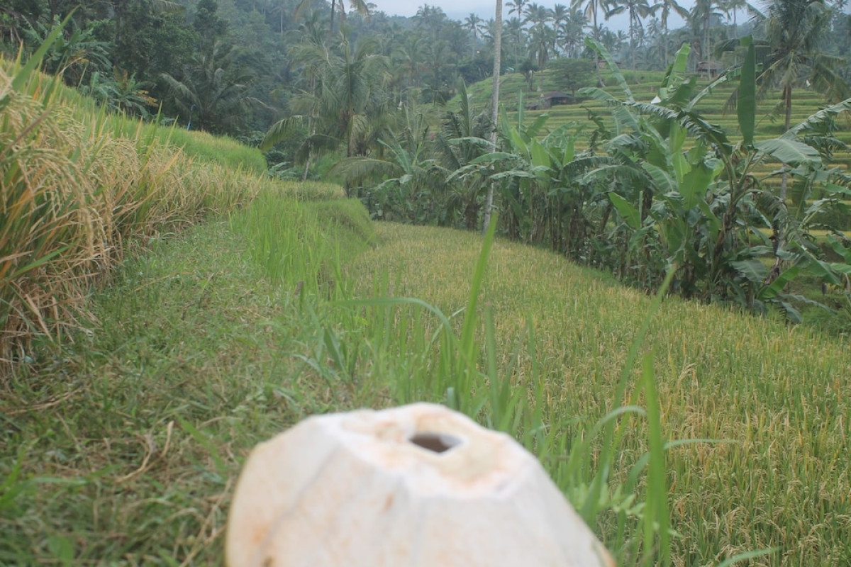 Mandhasativa Homestay