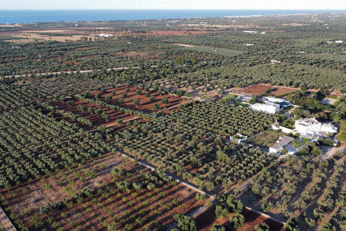 Masseria Borgo Santuri