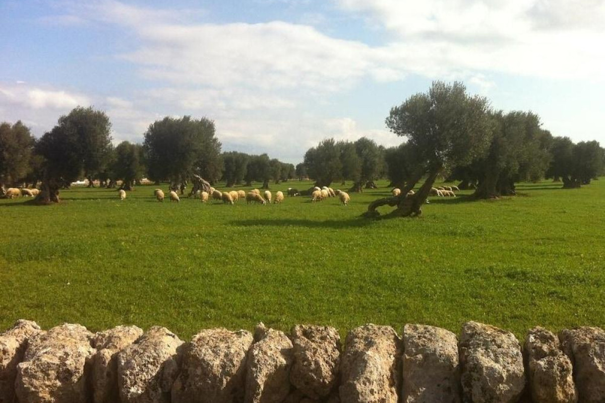 Masseria Pelosella B&B