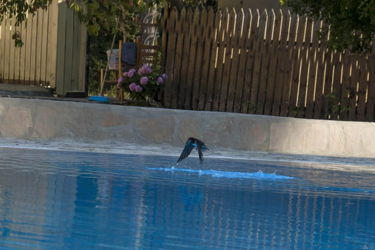 Olive Grove Resort
