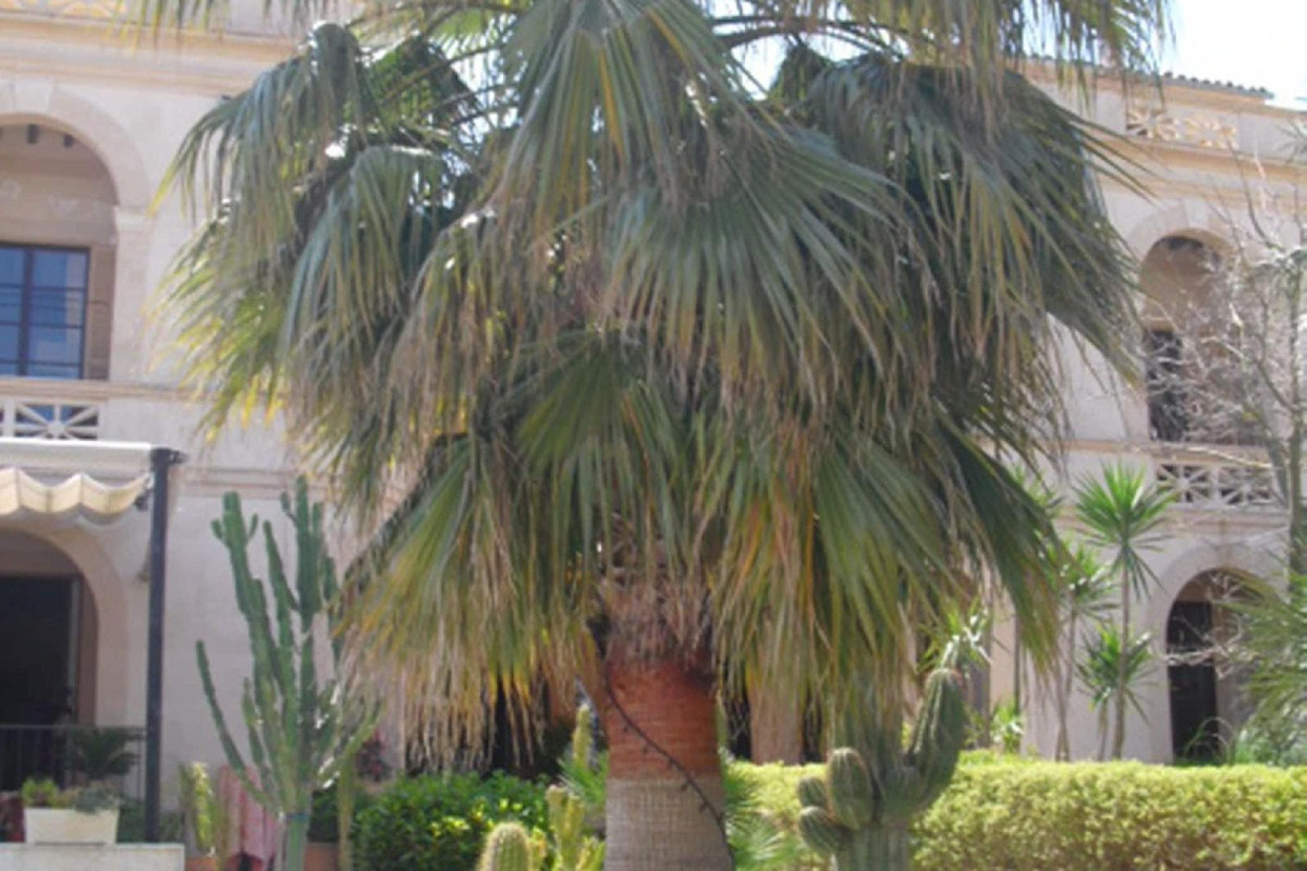 Palacio Sant Salvador
