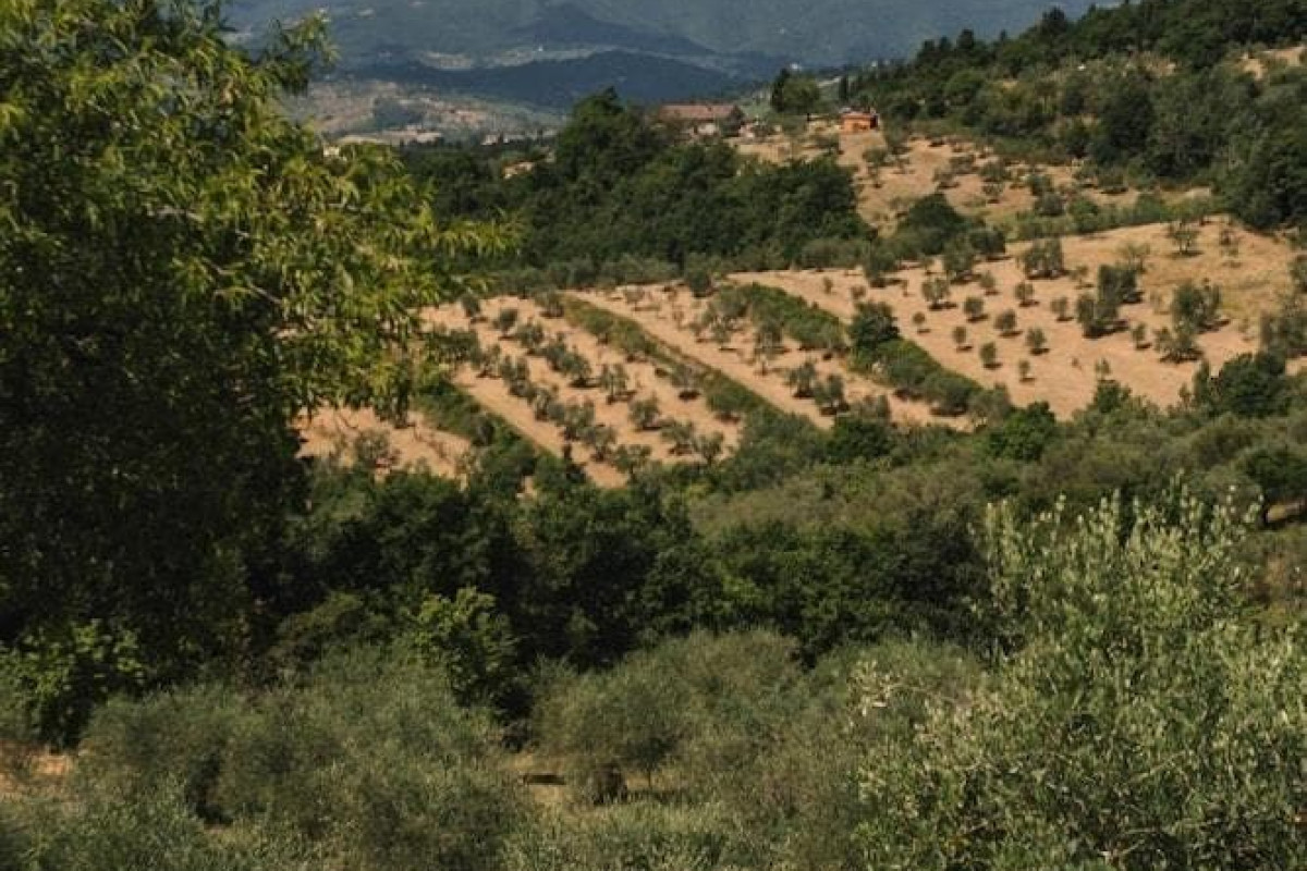 Podere Castellare