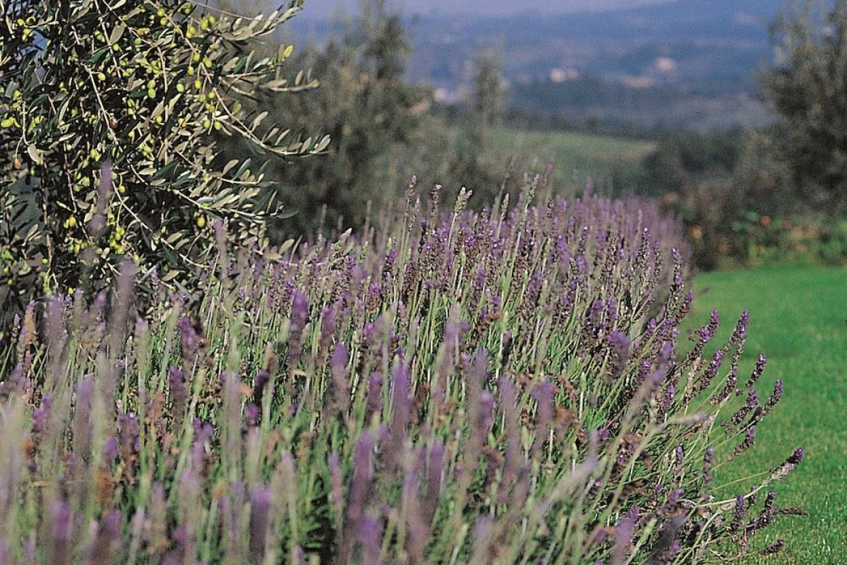 Podere Il Pino