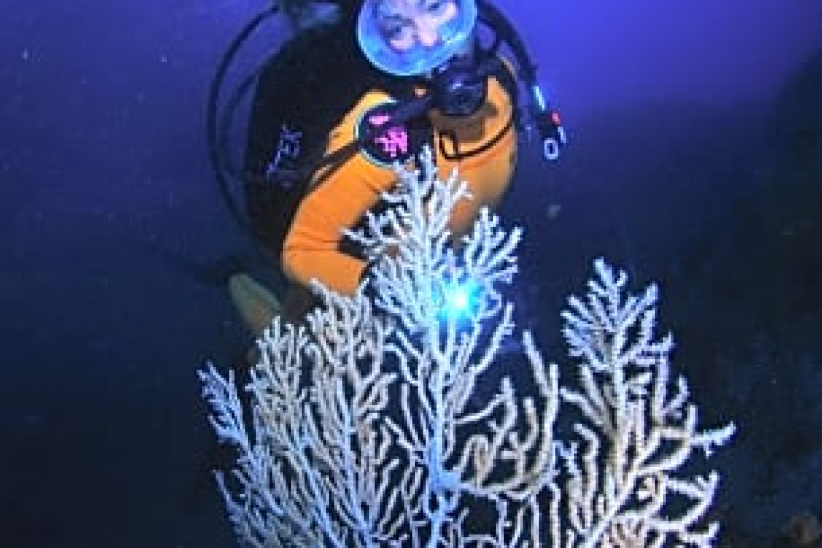 Pura Vida Divehouse