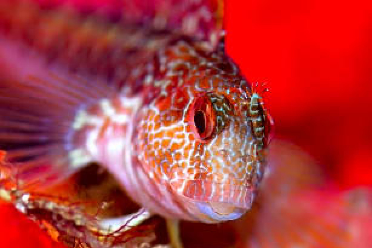 Pura Vida Divehouse