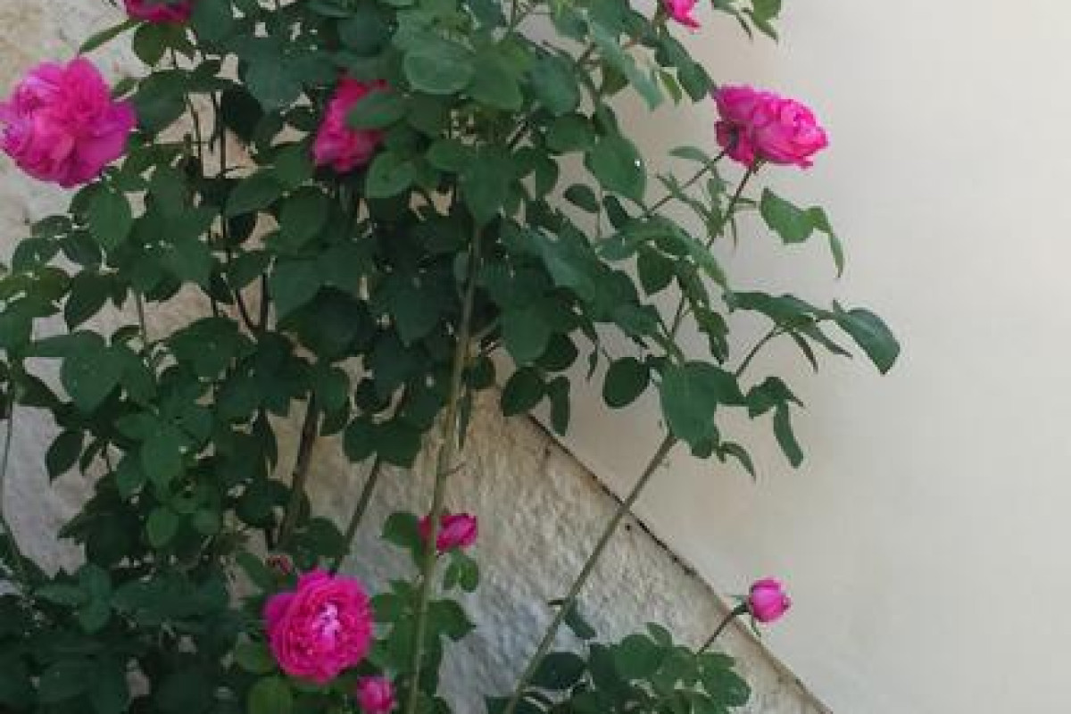 ROSE GARDEN HOTEL APARTMENT