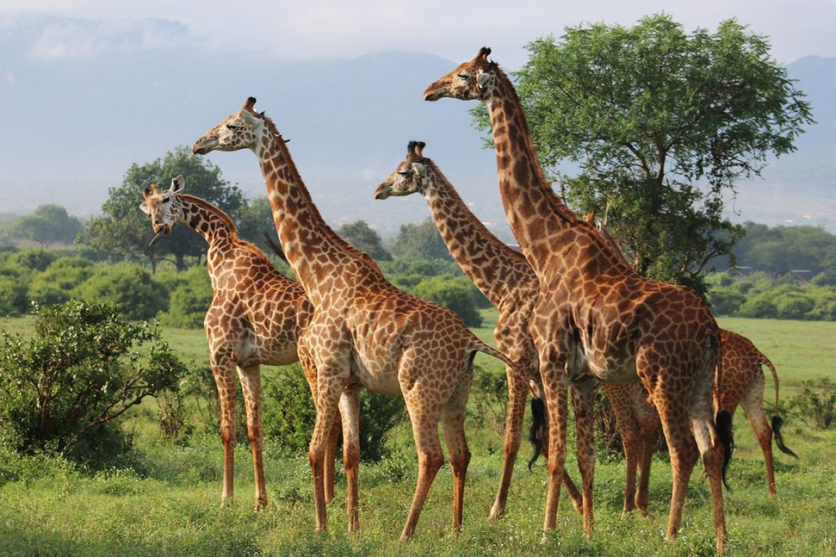 Safari Kenya si plaja Mombasa - Hotel Papillon Lagoon Reef Resort 3*