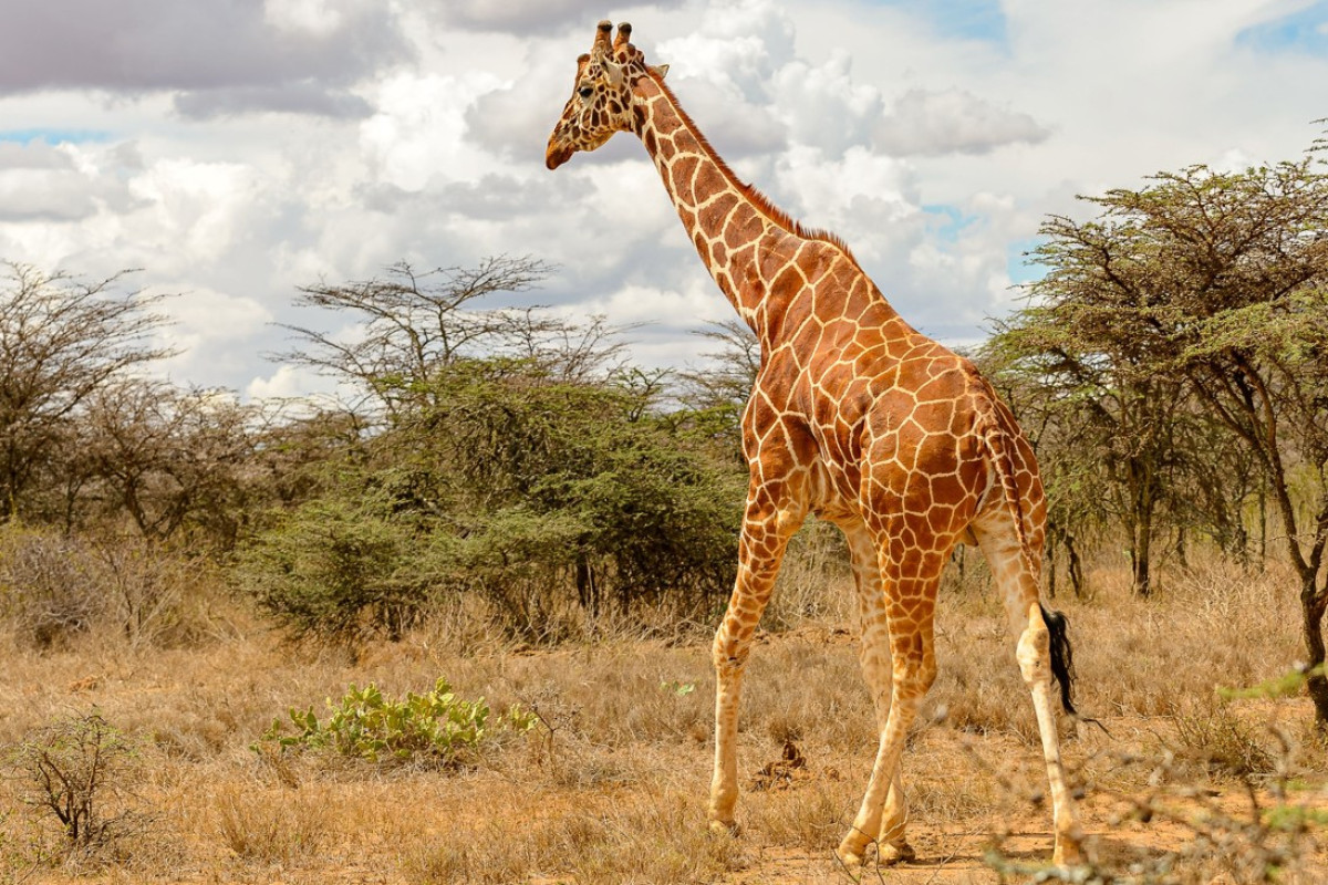 Safari Kenya si plaja Mombasa - Hotel Severin Sea Lodge 4*