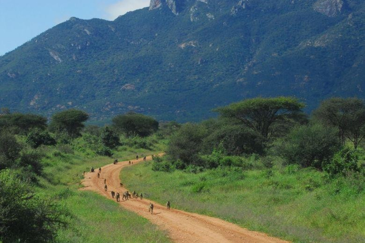 Jacaranda Beach Resort and Safari Tsavo Explorer RO
