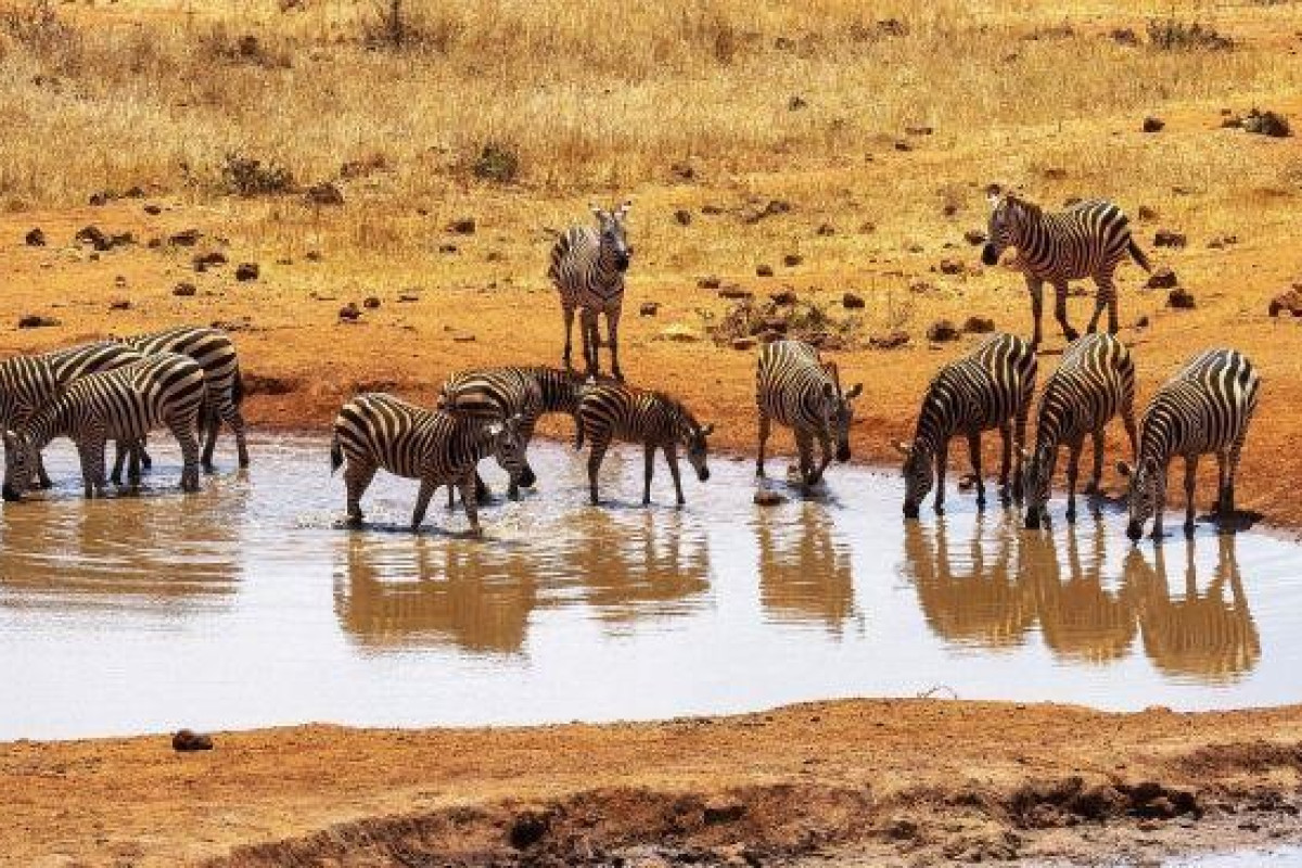 Jacaranda Beach Resort and Safari Tsavo Explorer RO