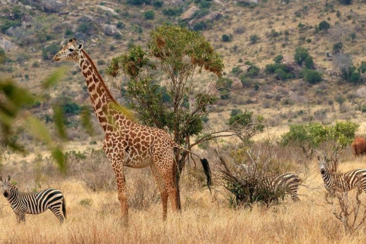 Jacaranda Beach Resort and Safari Tsavo Explorer RO