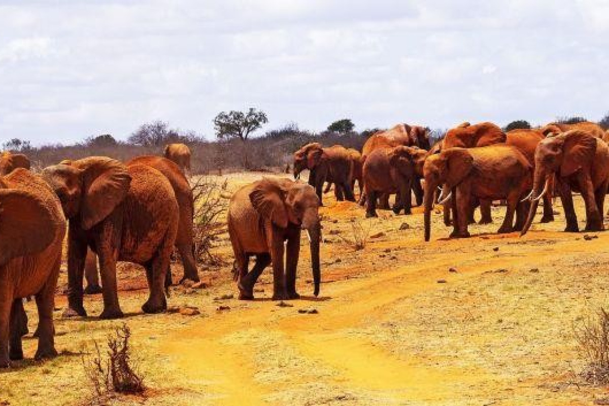 Jacaranda Beach Resort and Safari Tsavo Explorer RO