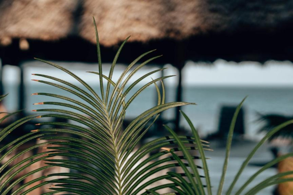 Sahari Zanzibar