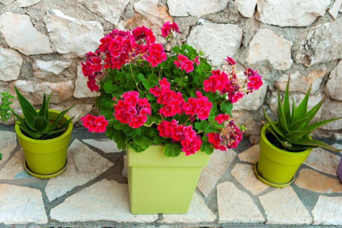San Lazzaro Apartments Lefkada